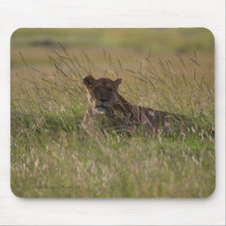 Alfombrilla De Ratón Lion Africa Savannah