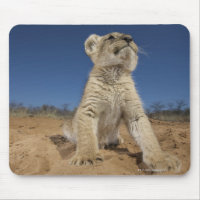 Lion Cub (Panthera Leo) sentado en la arena, Namib