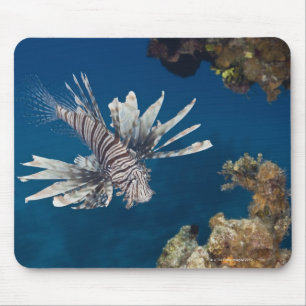 Alfombrilla De Ratón Lionfish (volitans del Pterois) que nada encima
