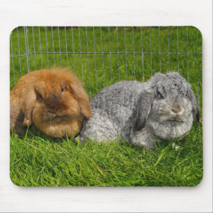Alfombrilla De Ratón Lionhead Holland Mini Conejo Conejo Conejo Conejo