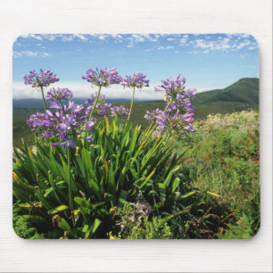 Alfombrilla De Ratón Lirio africano (Agapanthus praecox), Mossel Bay