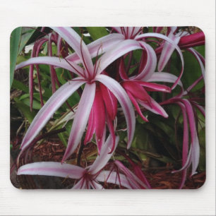 Alfombrilla De Ratón Lirio Crinum Púrpura de la Reina Emma