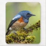 Alfombrilla De Ratón Little blue bird<br><div class="desc">Little blue bird Mouse Pad</div>