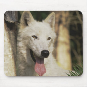 Alfombrilla De Ratón Lobo ártico en bosque