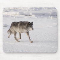 Lobo corriendo en la nieve