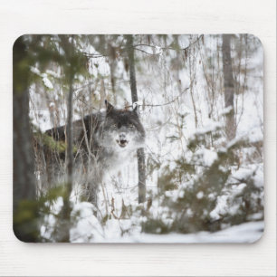 Alfombrilla De Ratón Lobo en el bosque en invierno