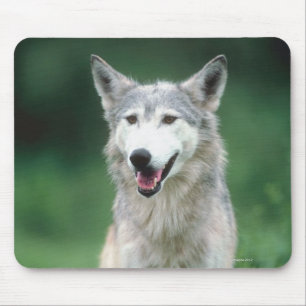 Alfombrilla De Ratón Lobo gris 2