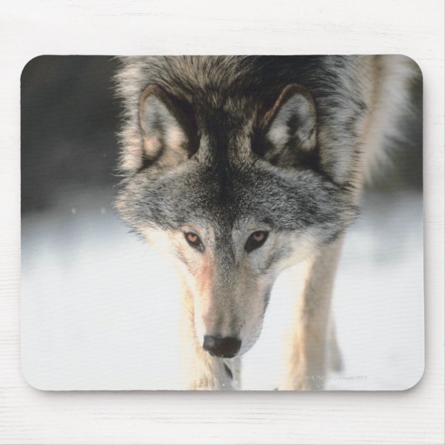 Alfombrilla De Ratón Lobo gris caminando (Frente)