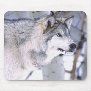 Alfombrilla De Ratón Lobo Gris, Canis lupus, Animal de Película (Utah)