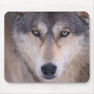 Alfombrilla De Ratón lobo gris, Canis lupus, primer plano de ojos