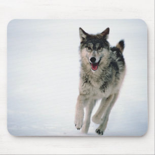 Alfombrilla De Ratón Lobo gris corriendo