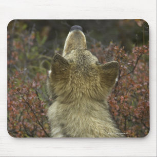 Alfombrilla De Ratón Lobo gris (lupus de Canis)
