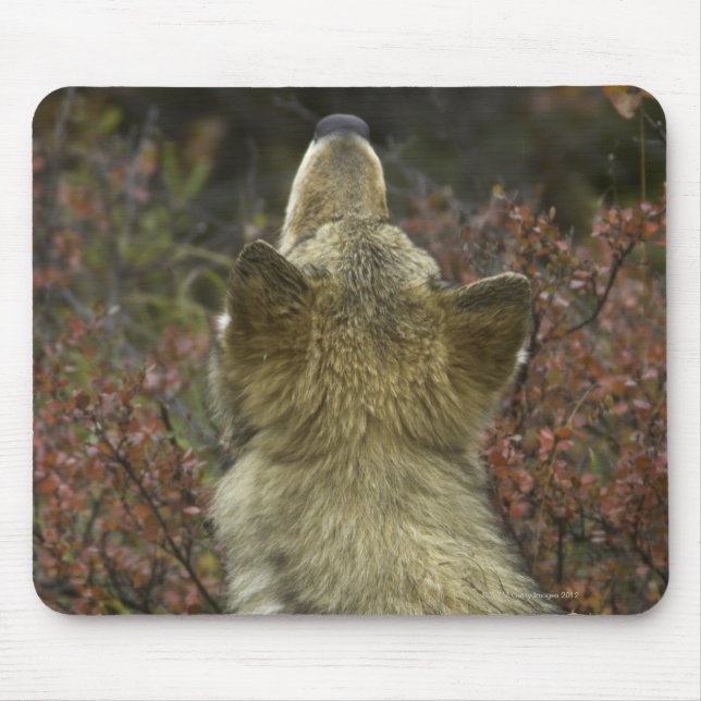 Alfombrilla De Ratón Lobo gris (lupus de Canis) (Frente)