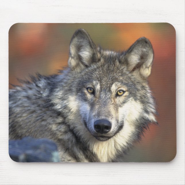 Alfombrilla De Ratón Lobo gris Mousepad (Frente)
