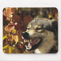 Lobo (lupus de Canis) gruñendo, con la cabeza