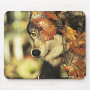 Alfombrilla De Ratón Lobo (lupus de Canis), headshot, con color del