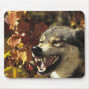 Alfombrilla De Ratón Lobo (lupus de Canis) que gruñe, headshot, con