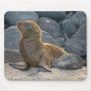 Alfombrilla De Ratón Lobo Marino de Galápagos