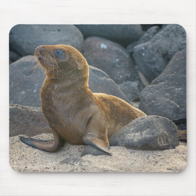 Alfombrilla De Ratón Lobo Marino de Galápagos (Frente)
