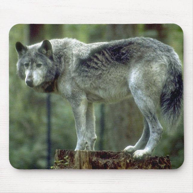 Alfombrilla De Ratón Lobo solitario Mousepad (Frente)
