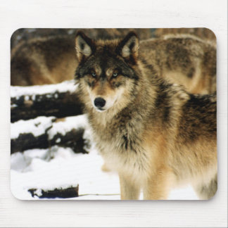 Alfombrilla De Ratón Lobos en la nieve