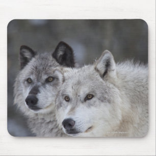 Alfombrilla De Ratón Lobos (lupus de Canus) de Yellowstone del oeste.