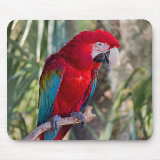 Alfombrilla De Ratón Loro