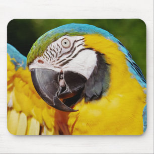 Alfombrilla De Ratón Loro azul y dorado