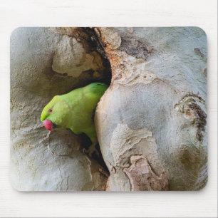 Alfombrilla De Ratón Loro de cuello anceado, pájaro, naturaleza