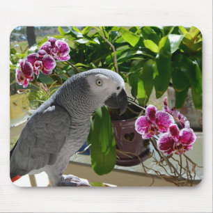 Alfombrilla De Ratón Loro del gris africano con las orquídeas