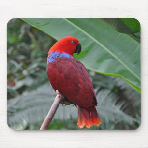 Alfombrilla De Ratón Loro ecléctico rojo