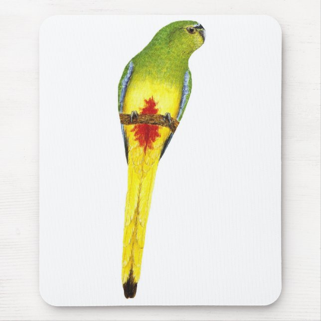 Alfombrilla De Ratón loro Naranja-hinchado - chrysogaster de Neophema (Frente)