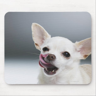 Alfombrilla De Ratón Los labios blancos de Chihuahua lamiéndose
