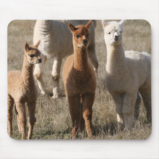 Alfombrilla De Ratón Los tres amigos, Alpaca-Estilo (Frente)