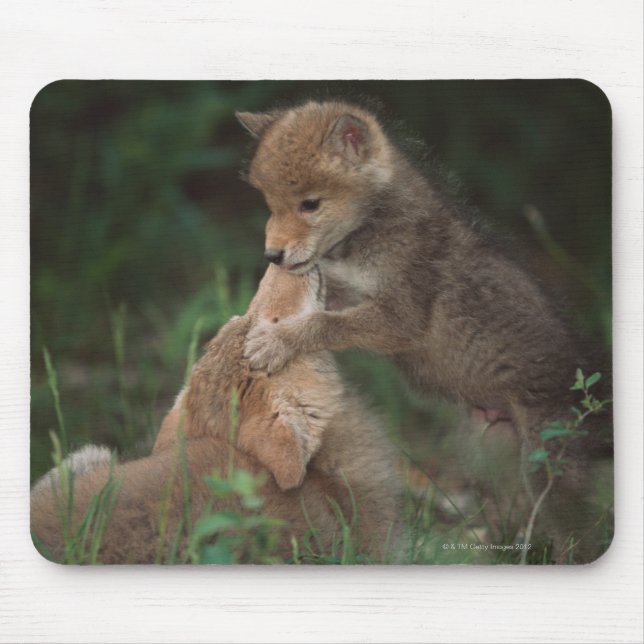 Alfombrilla De Ratón Lucha de Cachorros Coyote (Canis Latrans) (Frente)