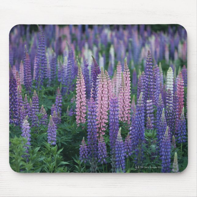 Alfombrilla De Ratón Lupine (Frente)