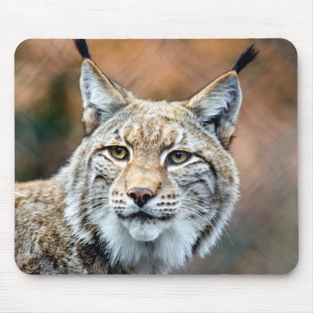 Alfombrilla De Ratón Lynx Bobcat Gato depredador de vida salvaje (Frente)