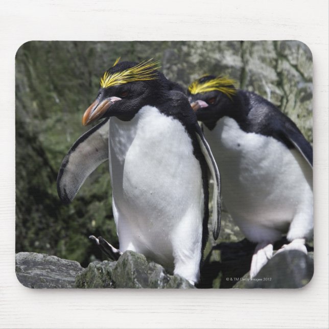 Alfombrilla De Ratón Macaroni Penguins, Georgia del Sur (Frente)