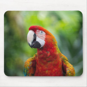 Alfombrilla De Ratón macaw, ave, animal