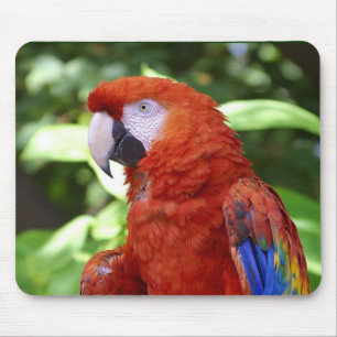 Alfombrilla De Ratón Macaw del escarlata
