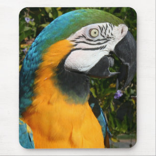 Alfombrilla De Ratón Macaw Mousepad del azul y del oro