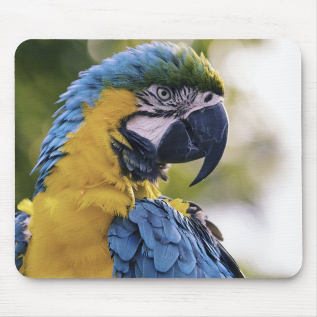 Alfombrilla De Ratón Macaw Parrot Profile Portrait Photograph (Frente)