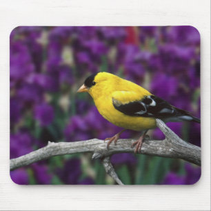 Alfombrilla De Ratón Macho, jilguero americano con plumaje de verano,