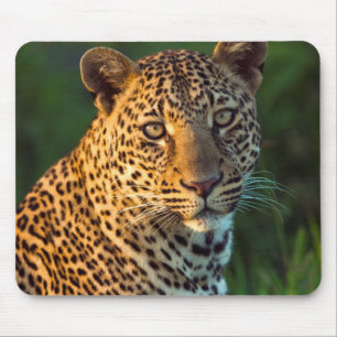 Alfombrilla De Ratón Macho Leopardo (Panthera Pardus) Cachorro Adulto