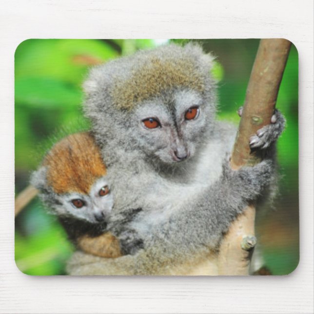 Alfombrilla De Ratón Madagascar, Andasibe, Ile Aux Lemuriens, madre (Frente)