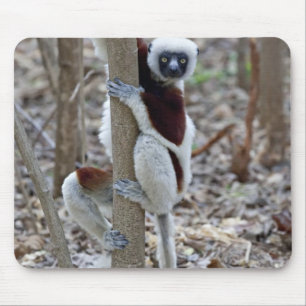 Alfombrilla De Ratón Madagascar, Reserva Ankarafantsika; Ampijoroa;