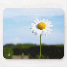 Alfombrilla De Ratón Madelief rechtop geisoleerd in de natuur.