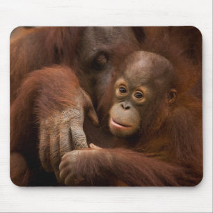 Alfombrilla De Ratón Madre y bebé orangután en el zoológico