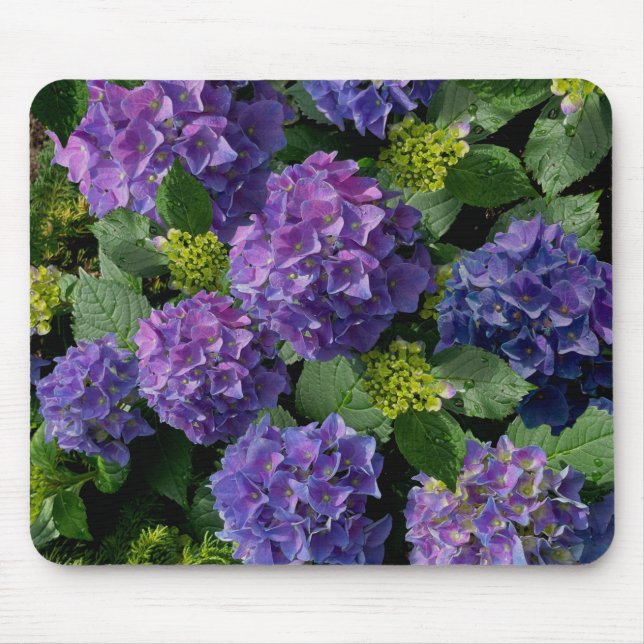 Alfombrilla De Ratón Magenta púrpura azul Hydrangeas (Frente)