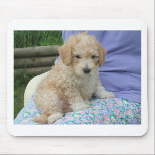 Alfombrilla De Ratón Magnífico cachorro de cavapoo mirando a tu manera,